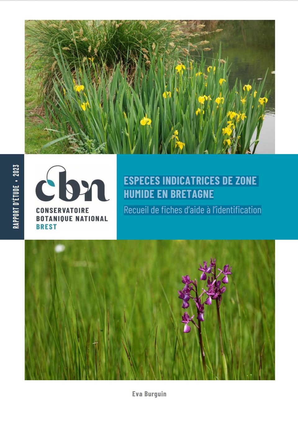 Espèces indicatrices de zone humide en Bretagne - Recueil de fiches d’aide à l’identification