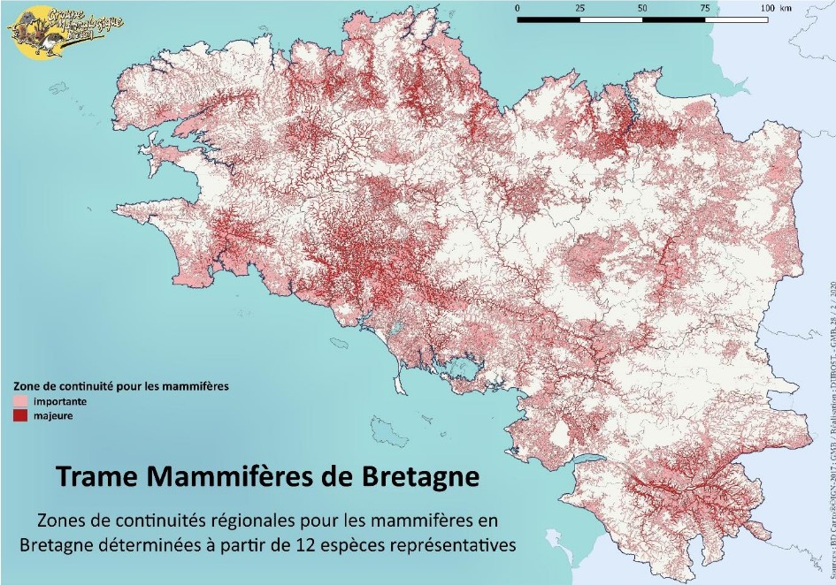 La trame mammifères de Bretagne : un outil de prise en compte des continuités écologiques pour les mammifères aux échelles locales