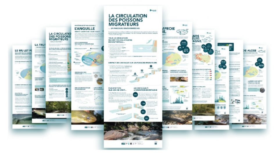 Les poissons migrateurs s'exposent !