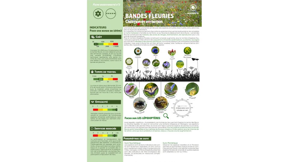 Bandes fleuries - Création & entretien