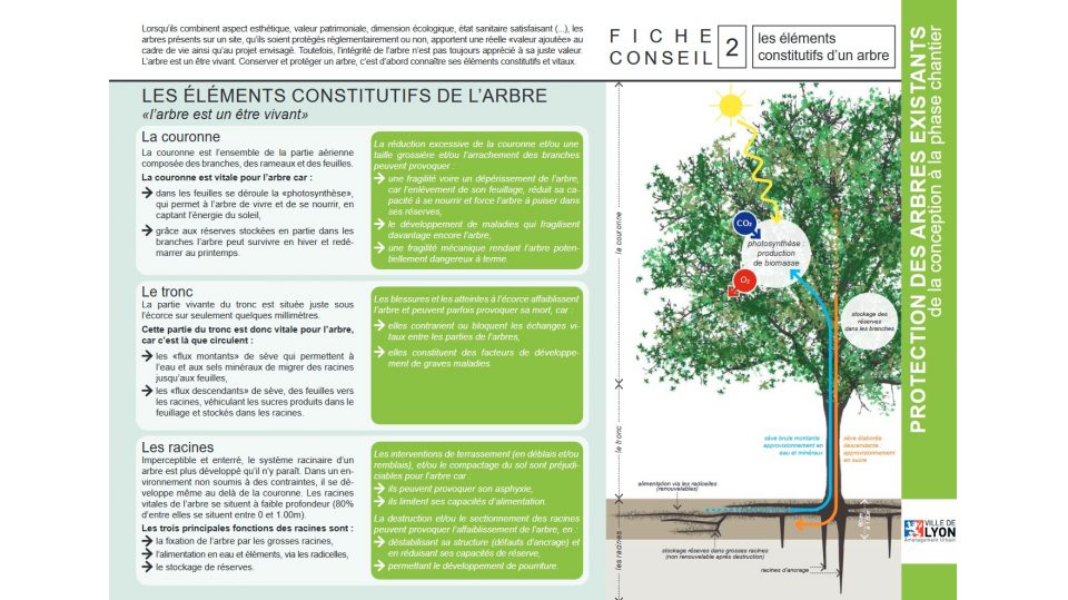 Protection des arbres existants de la conception à la phase chantier