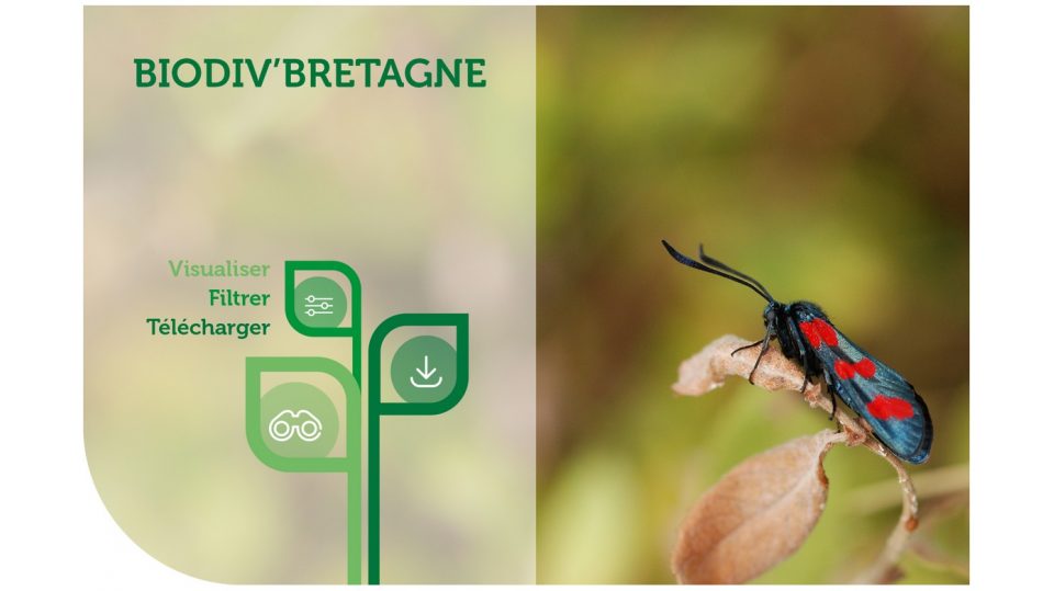 Biodiv'Bretagne : la plateforme régionale des données naturalistes