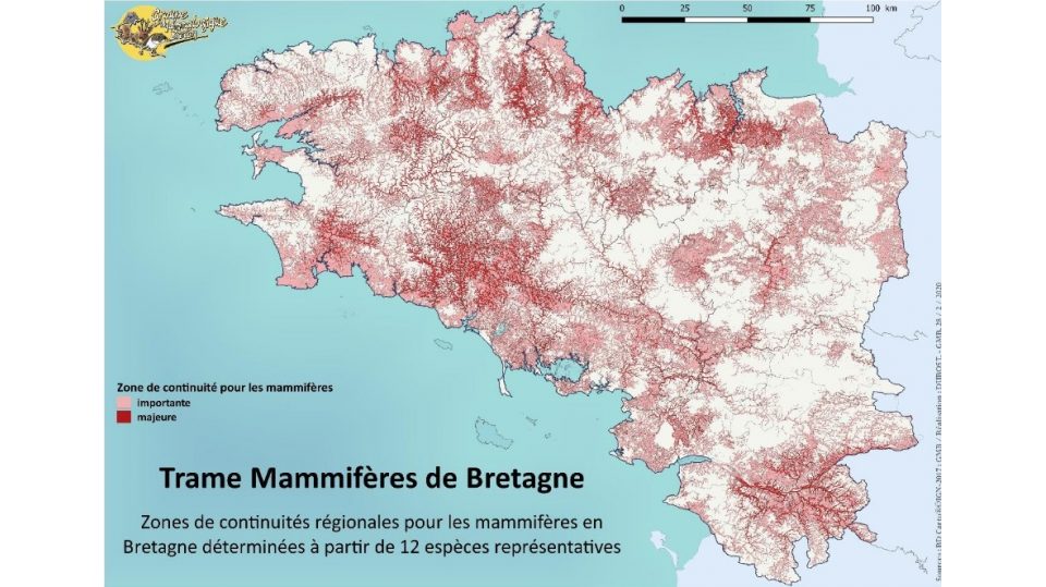 La trame mammifères de Bretagne : un outil de prise en compte des continuités écologiques pour les mammifères aux échelles locales