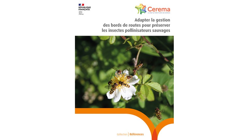 Adapter la gestion des bords de routes pour préserver les pollinisateurs sauvages