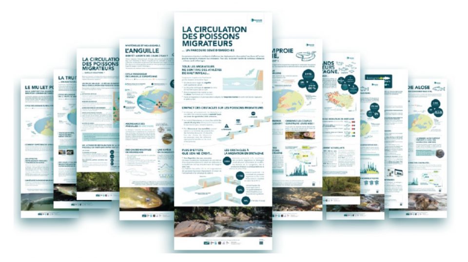 Les poissons migrateurs s'exposent !